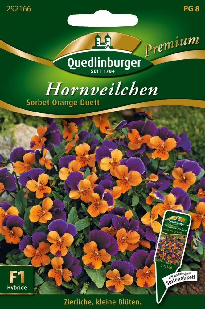 532189-Hornveilchen-Sorbet-Orange-Due-von-Quedlinb