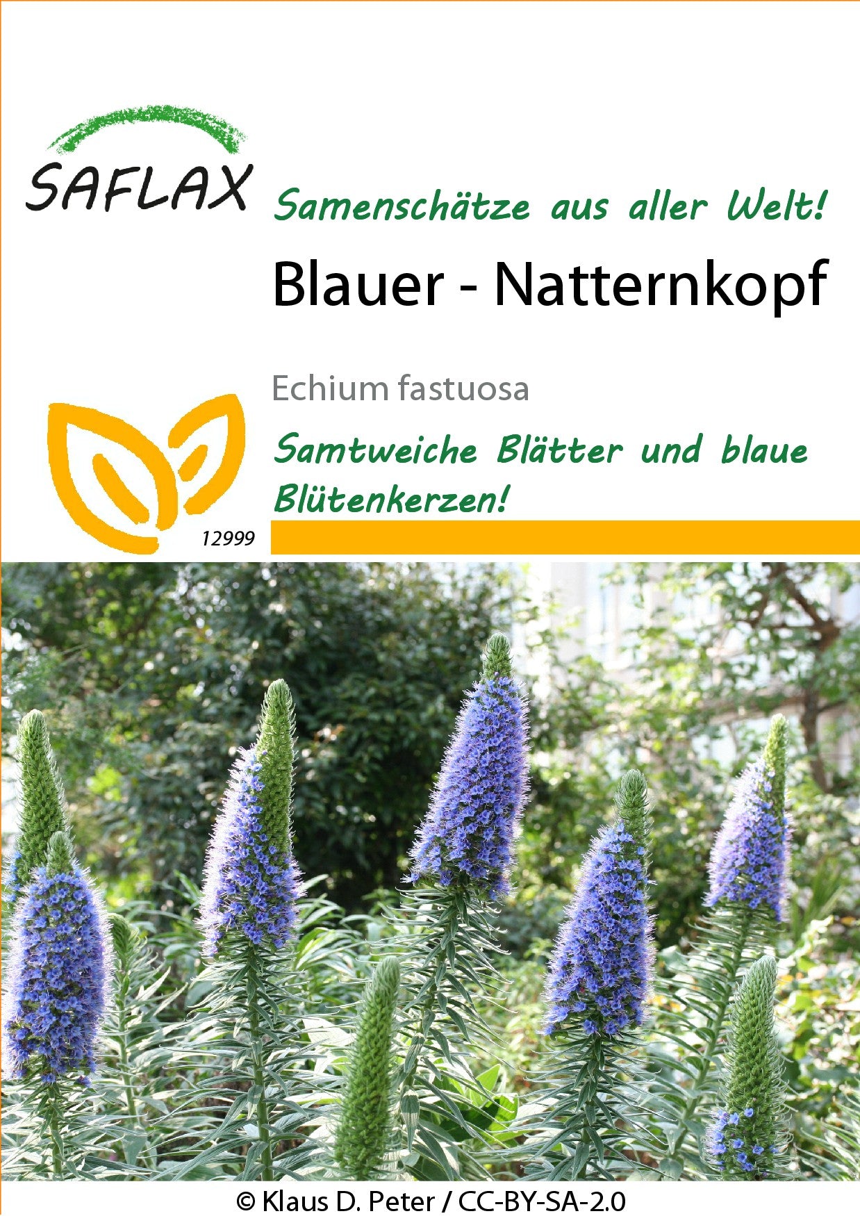 Blauer-Natternkopf1
