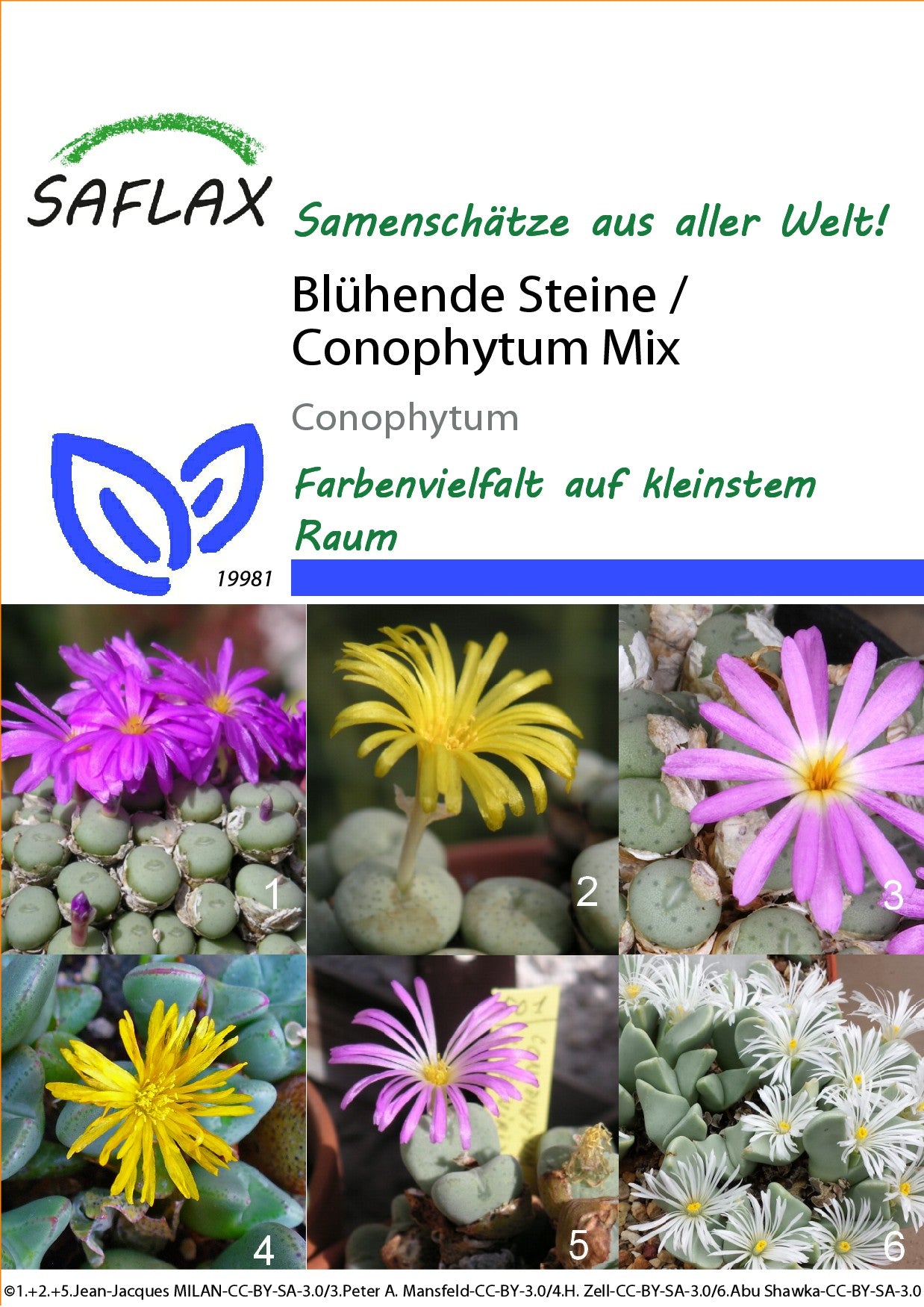 Bluhende-Steine1