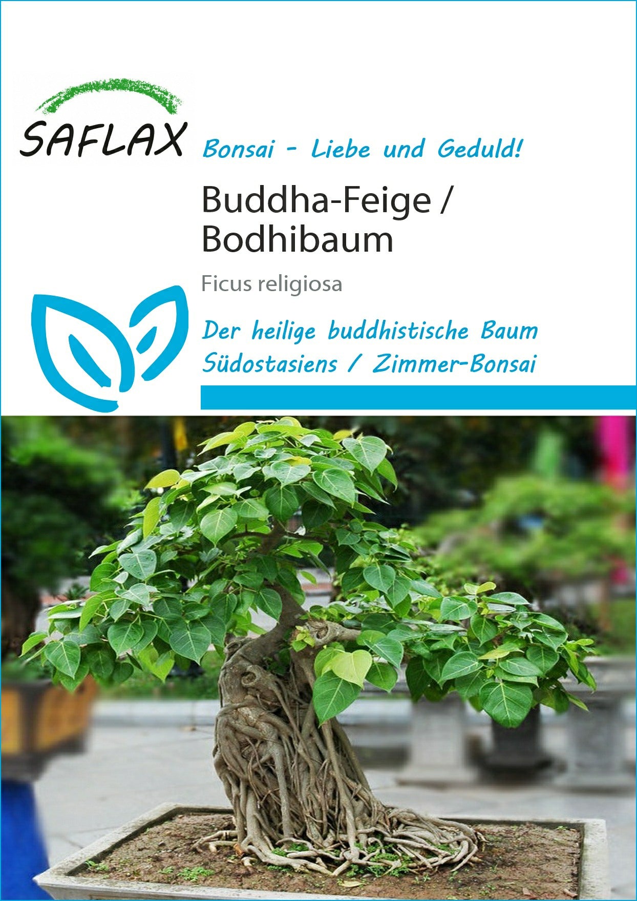 Buddha-Feige584921e580eb0