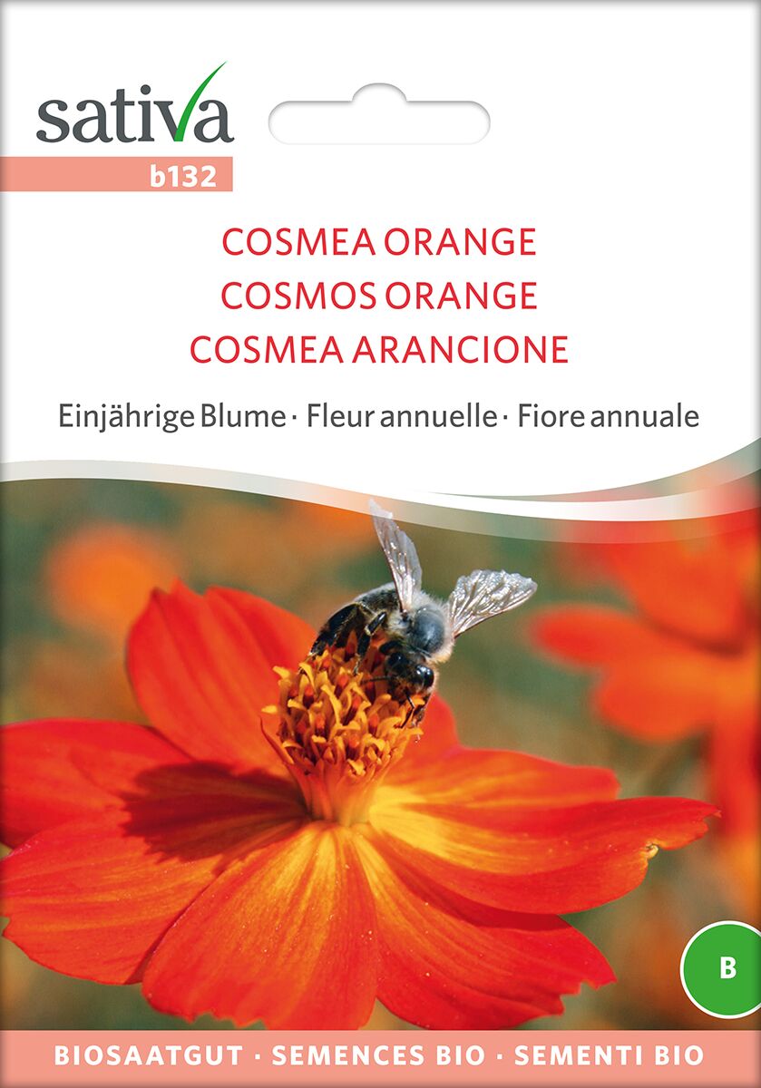 Cosmea-orange