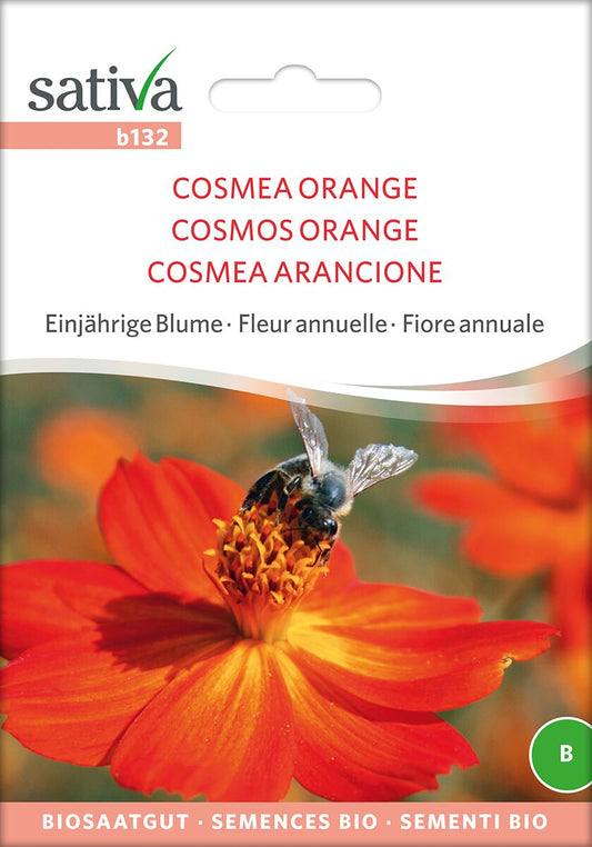Cosmea-orange