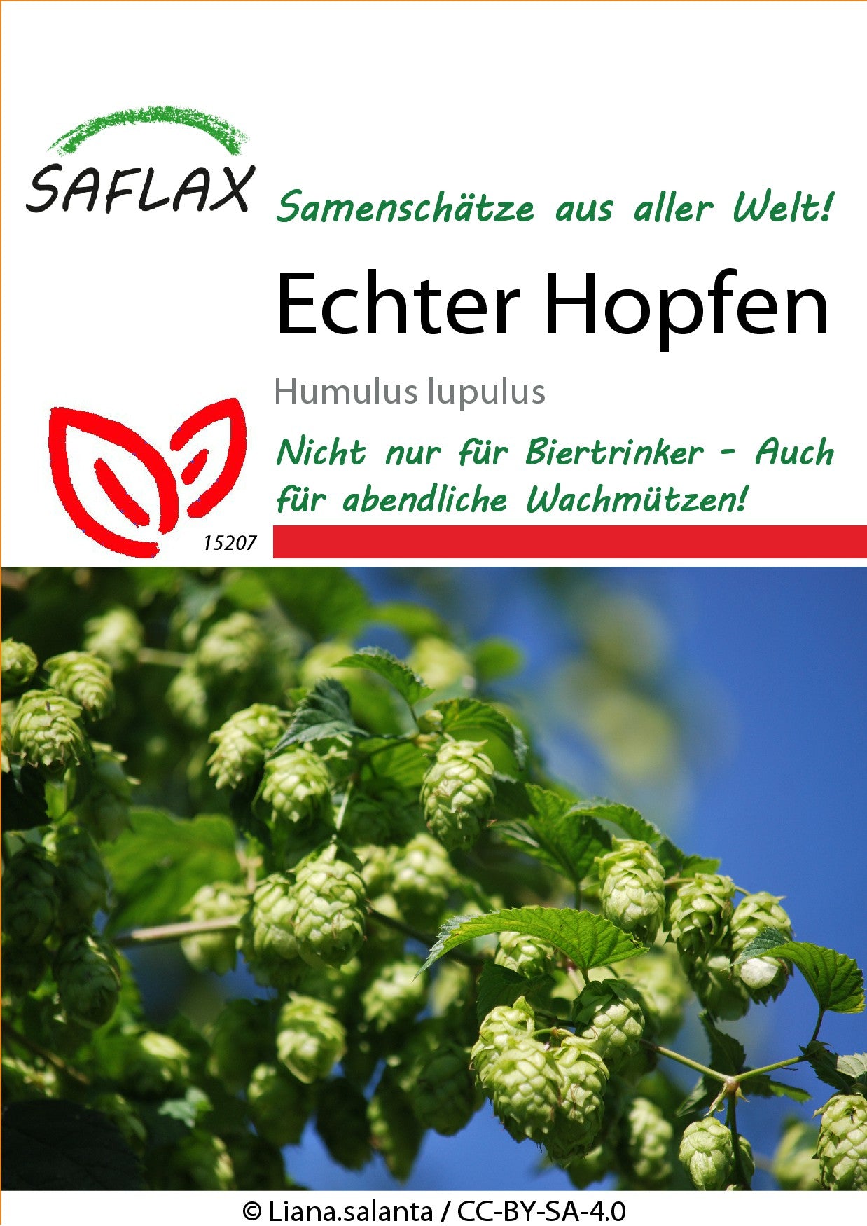 Echter-Hopfen1