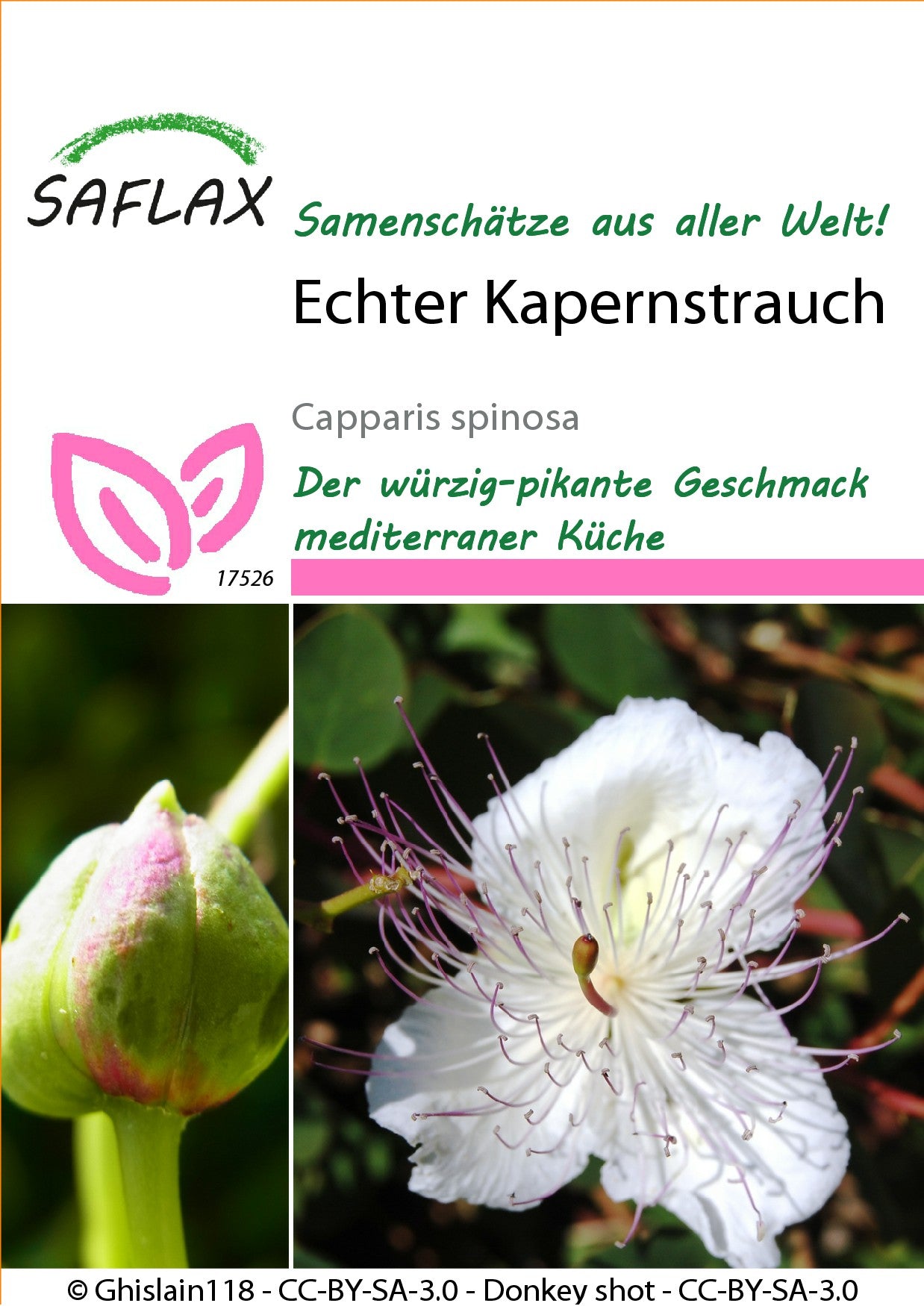 Echter-Kapernstrauch1