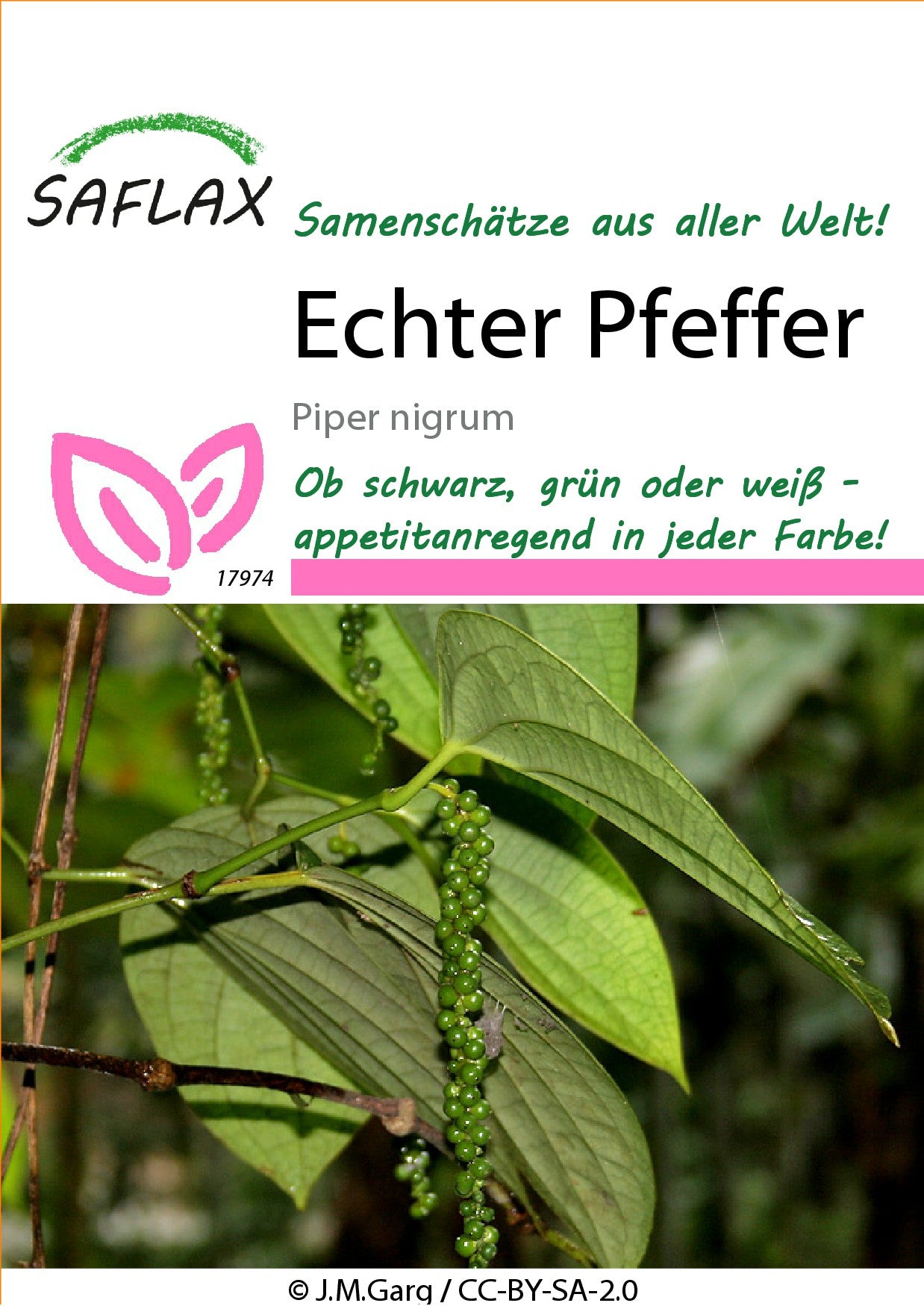 Echter-Pfeffer1