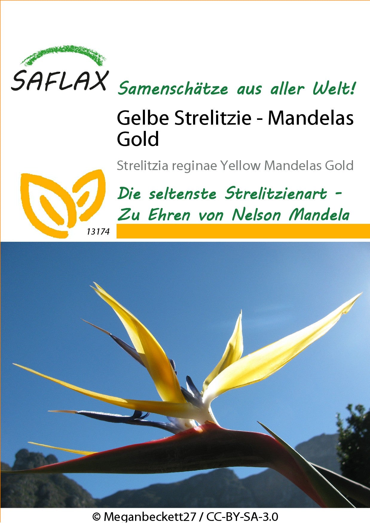 Gelbe-Strelitzie1