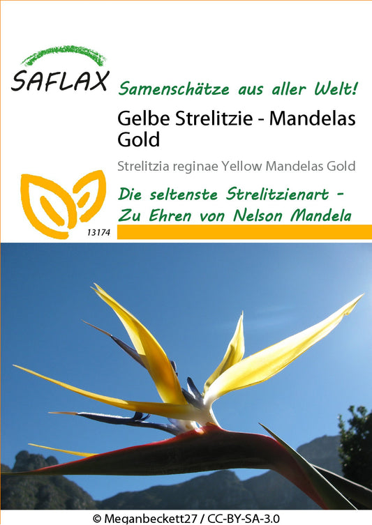 Gelbe-Strelitzie1