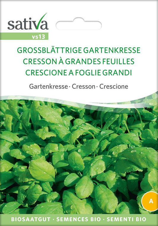 Grossblattrige-Gartenkresse