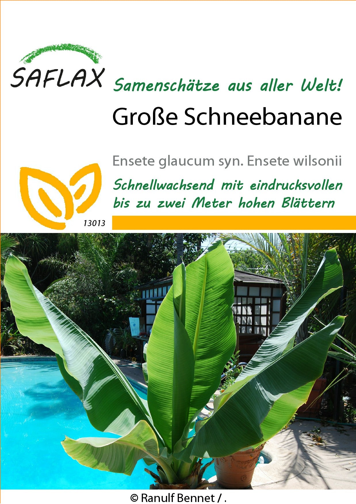 Grosse-Schneebanane1