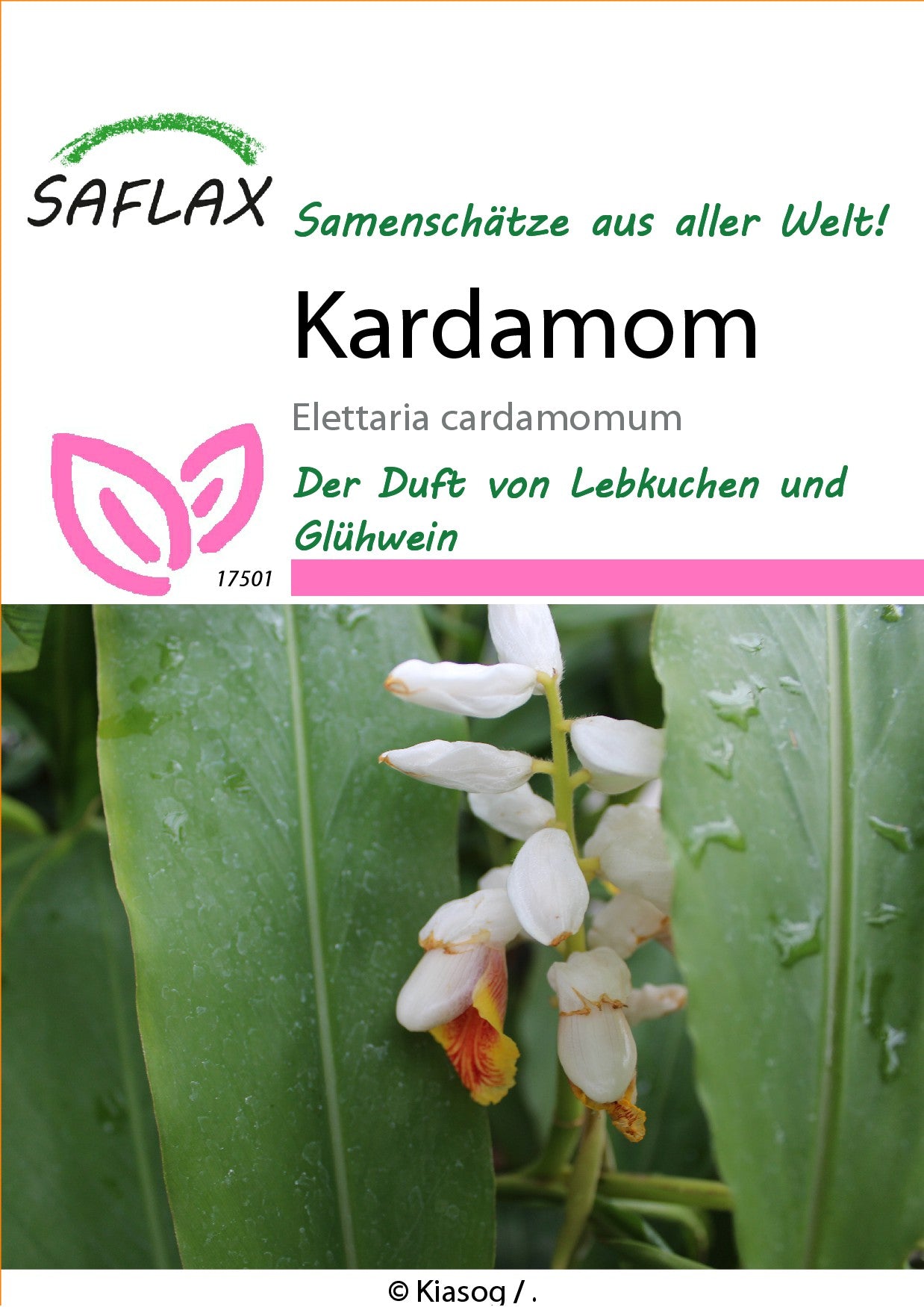 Kardamom1