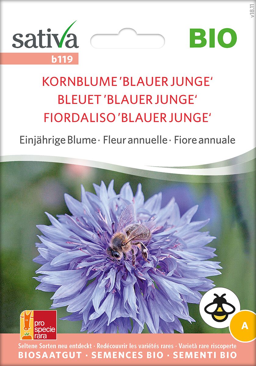 Kornblume