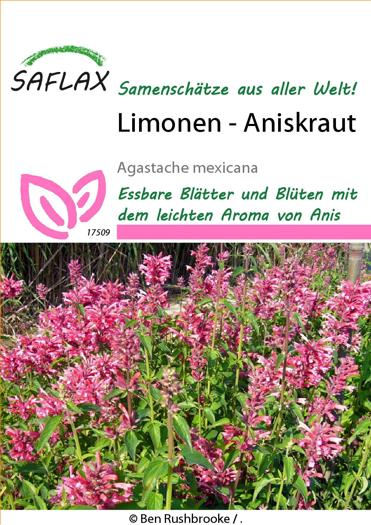 Limonen-Aniskraut15b1eb2fbd727e