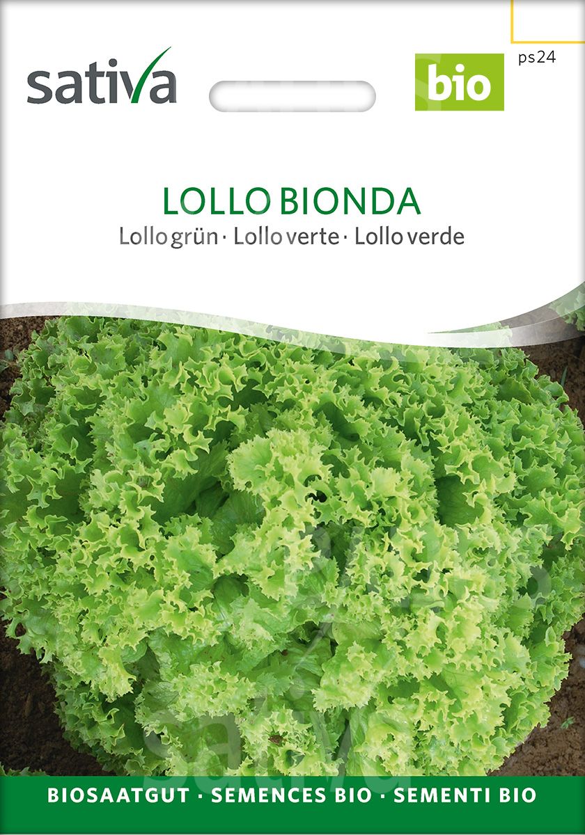 Lollosalat grün Lollo Bionda