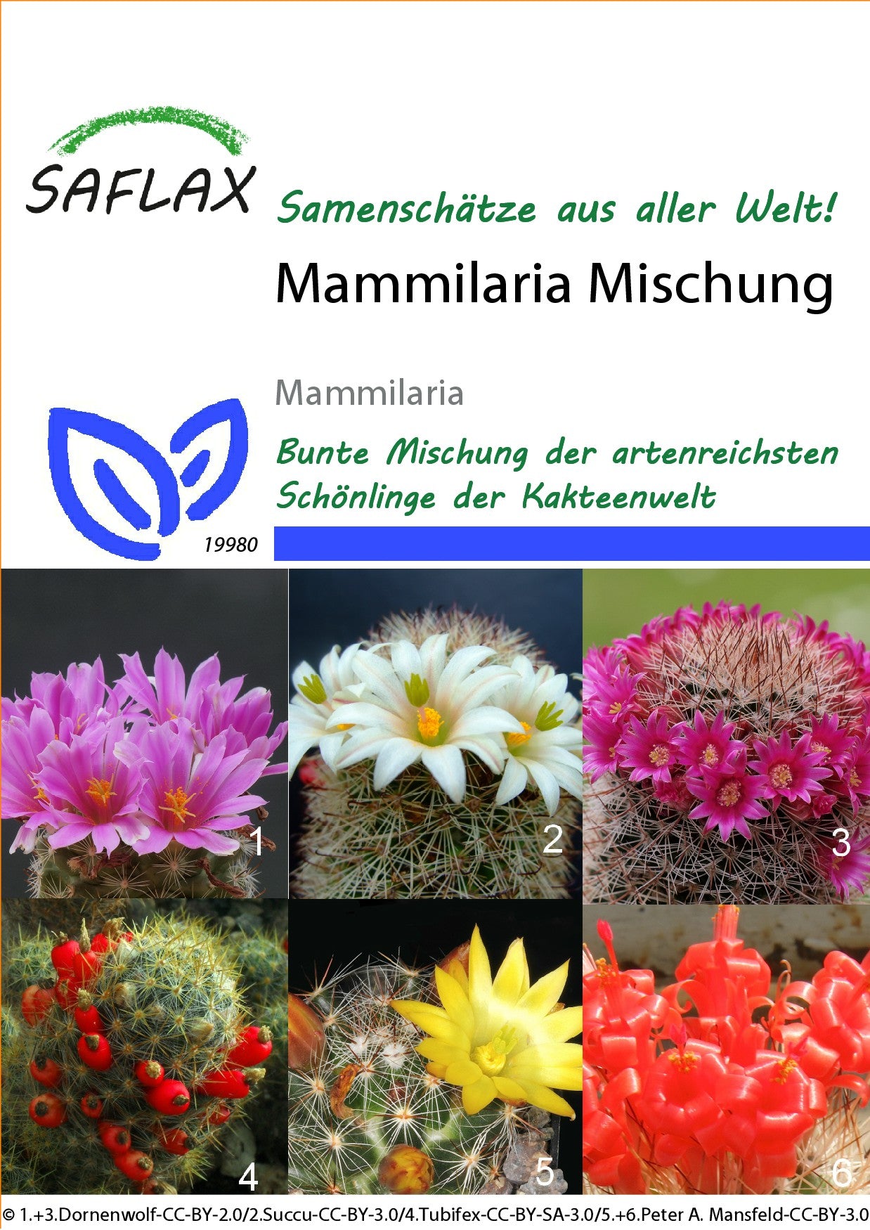 Mammilaria-Mischung
