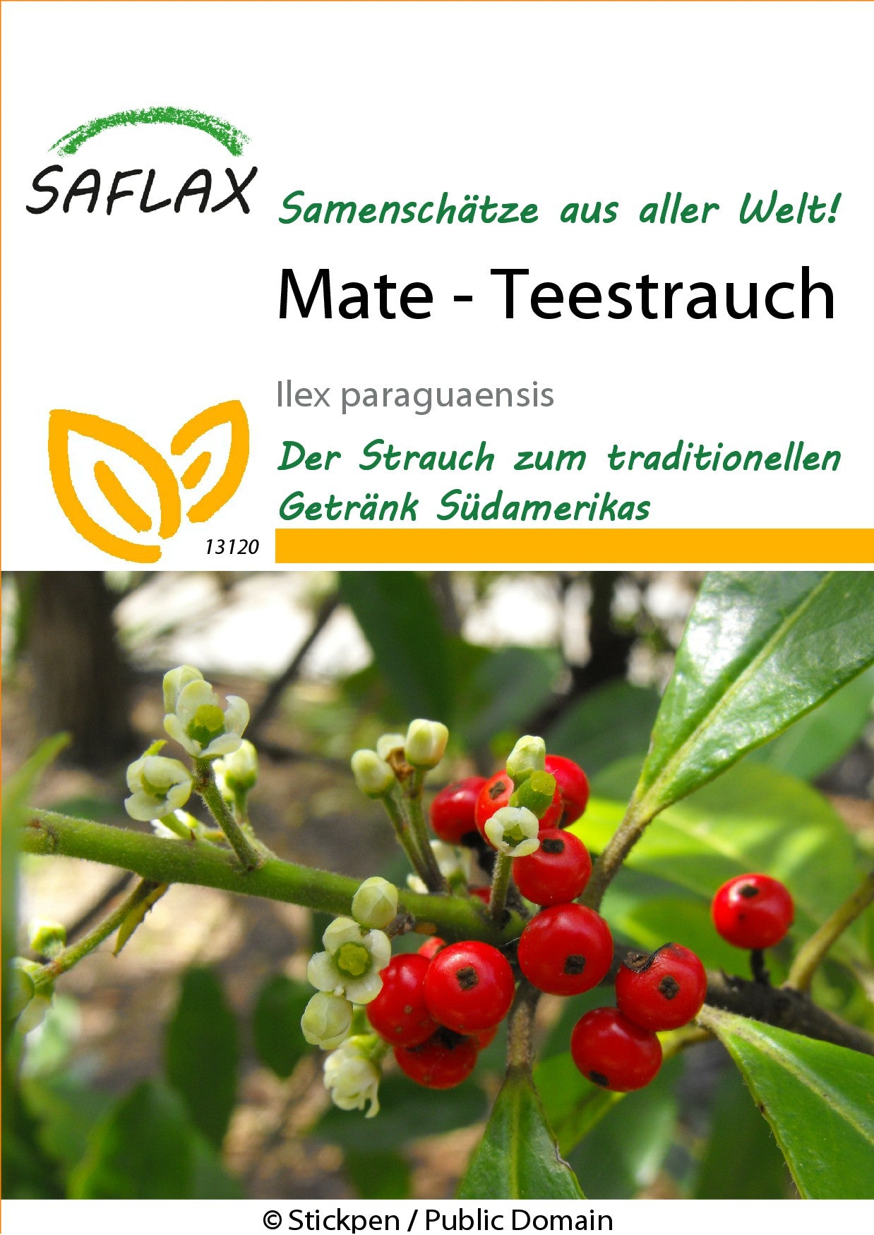 Mate-Teestrauch1