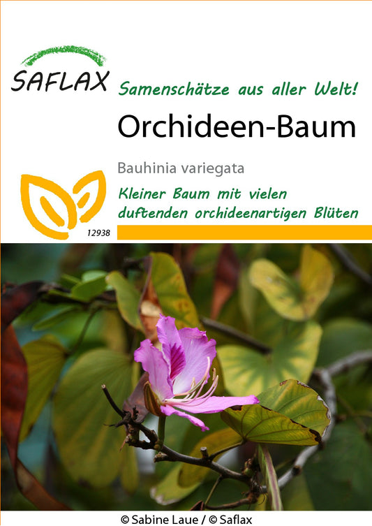 Orchideen-Baum1