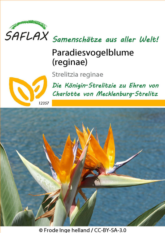 Paradiesvogelblume1