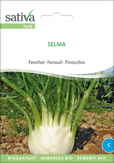 Fenchel Selma – saatgut-online gmbh