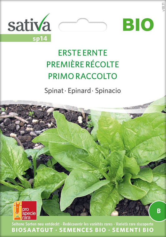 Spinat-Erste-Ernte