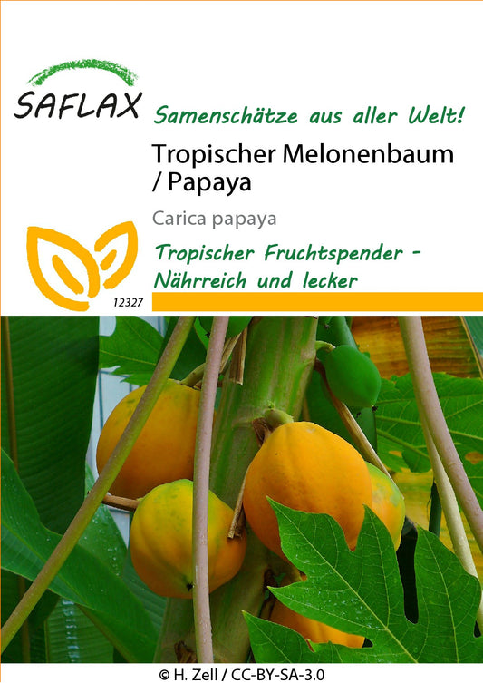 Tropischer-Melonenbaum1