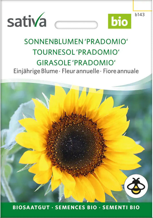 Sonnenblumen 'Pradomio' - Einjährige Blume