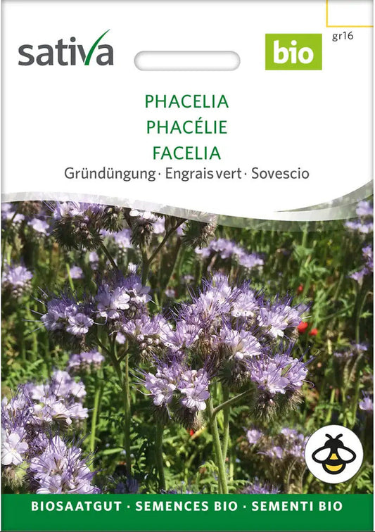 Phacelia