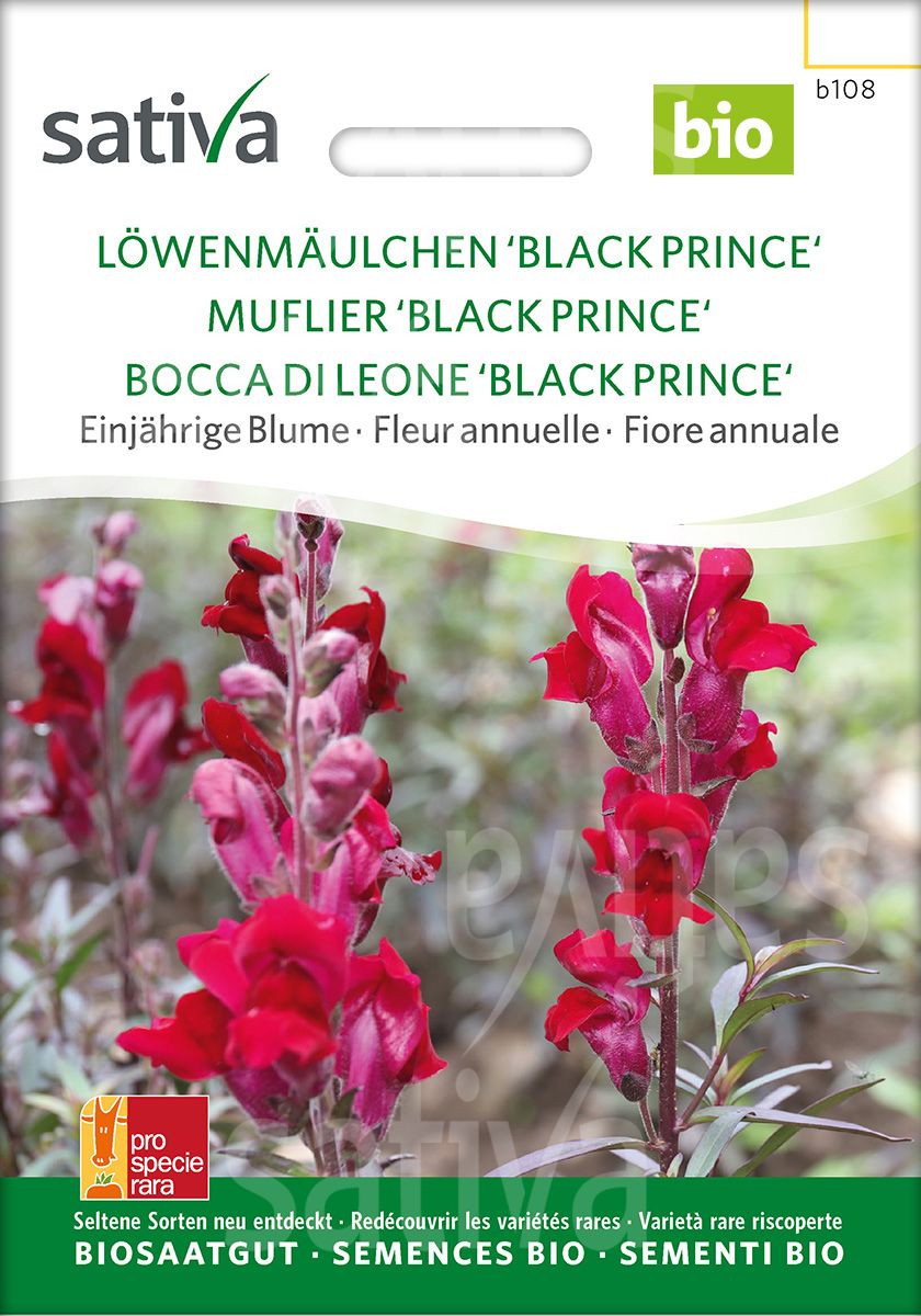 Löwenmäulchen 'Black Prince' - Einjährige Blume