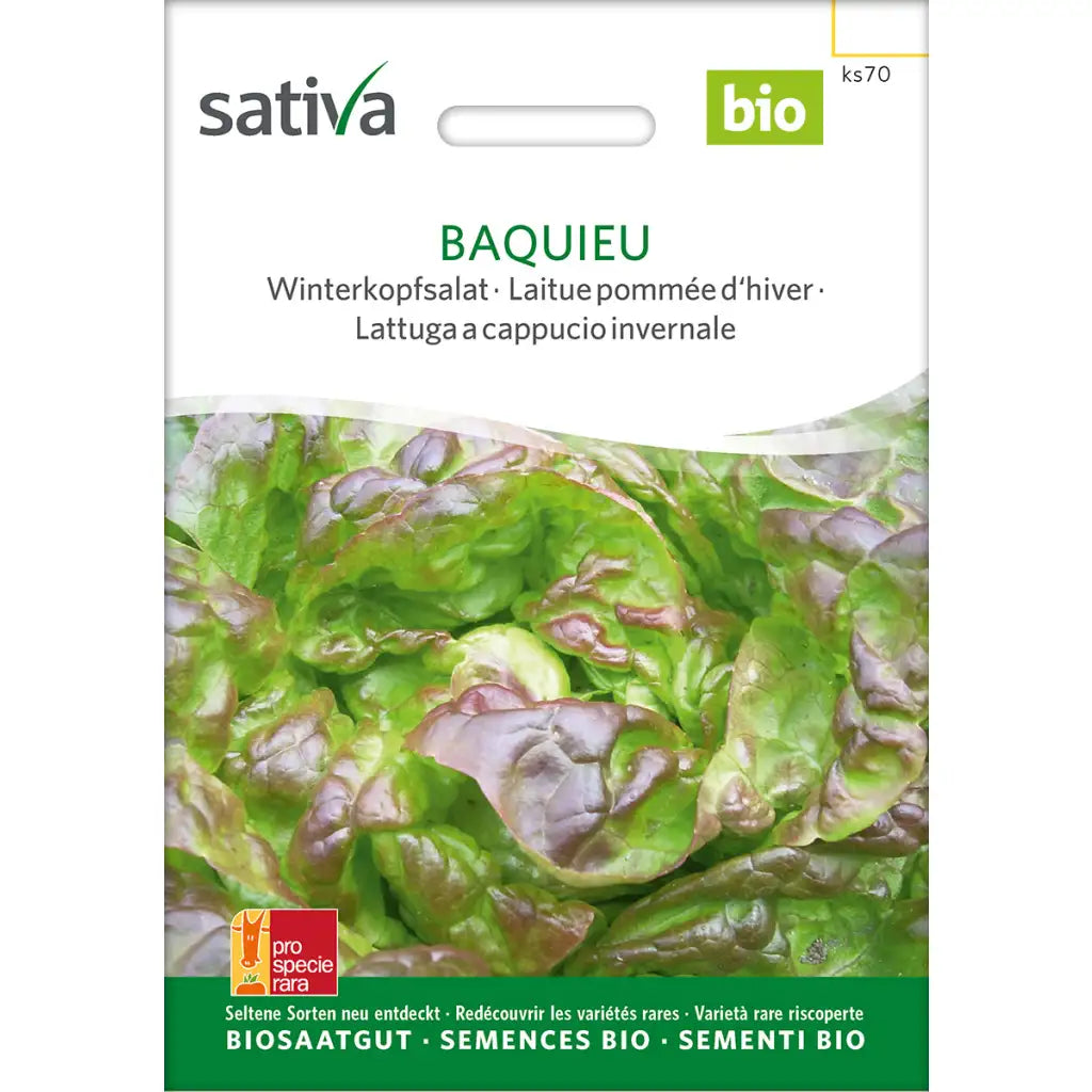 Winterkopfsalat Baquieu