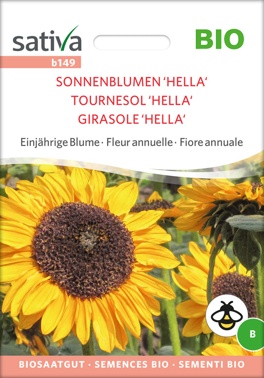 Sonnenblumen 'Hella' - Einjährige Blume