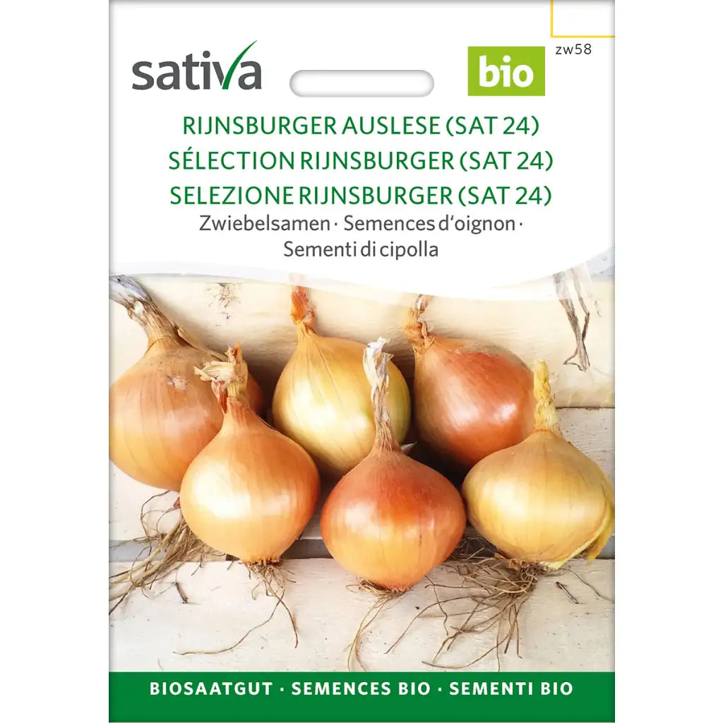 Zwiebel Rijnsburger Auslese (SAT 25)