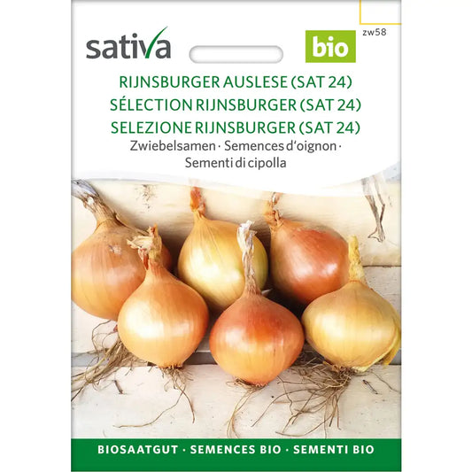 Zwiebel Rijnsburger Auslese (SAT 25)